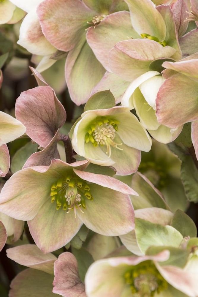 HELLEBORUS NIGER