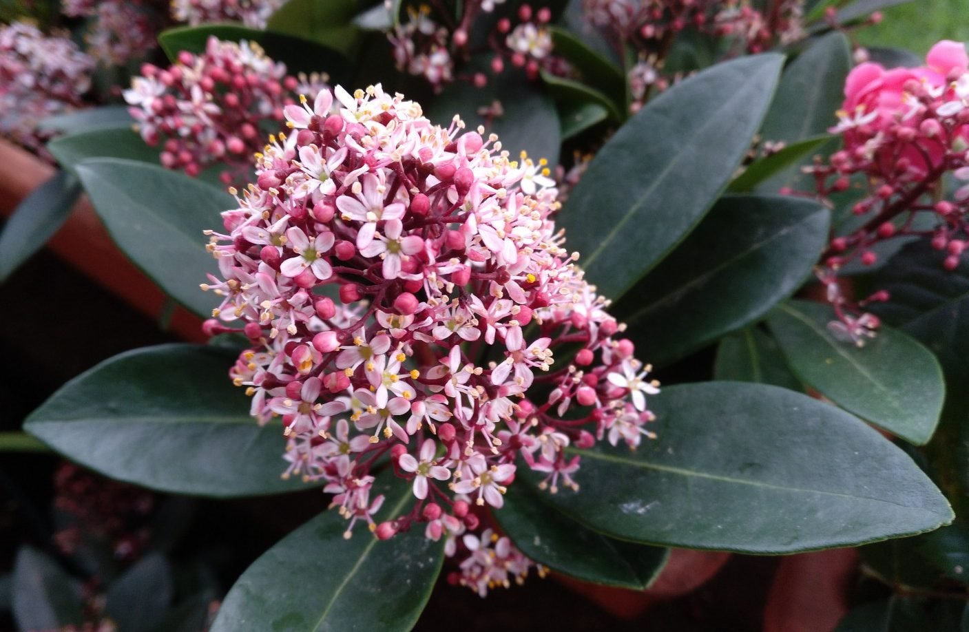 skimmia japonica