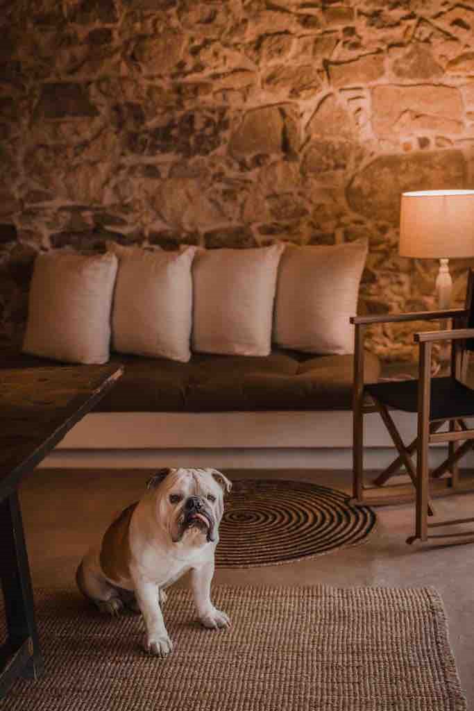 Alojamiento Pet-Friendly en Llinars del Vallès (2)