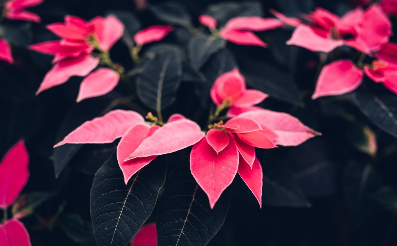 Estos son los cuidados que necesita tu flor de Pascua o poinsettia para superar estas fiestas