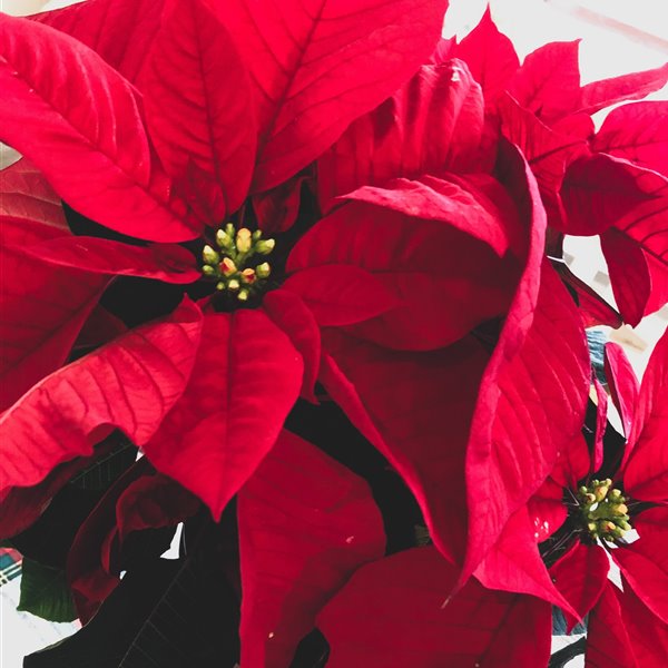 Cómo cuidar la flor de Pascua para que viva más allá de la Navidad