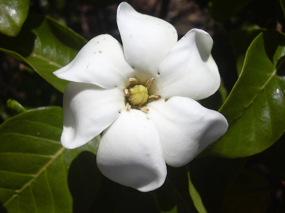 Abril: Gardenia 
