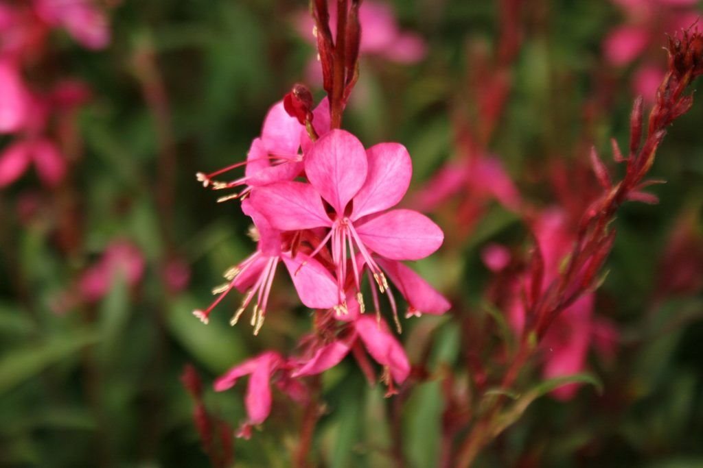 Agosto: Gaura Lindehmeri