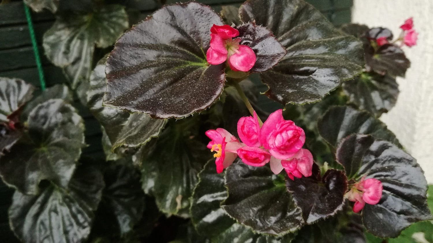begonia-semperflorens-en-flor