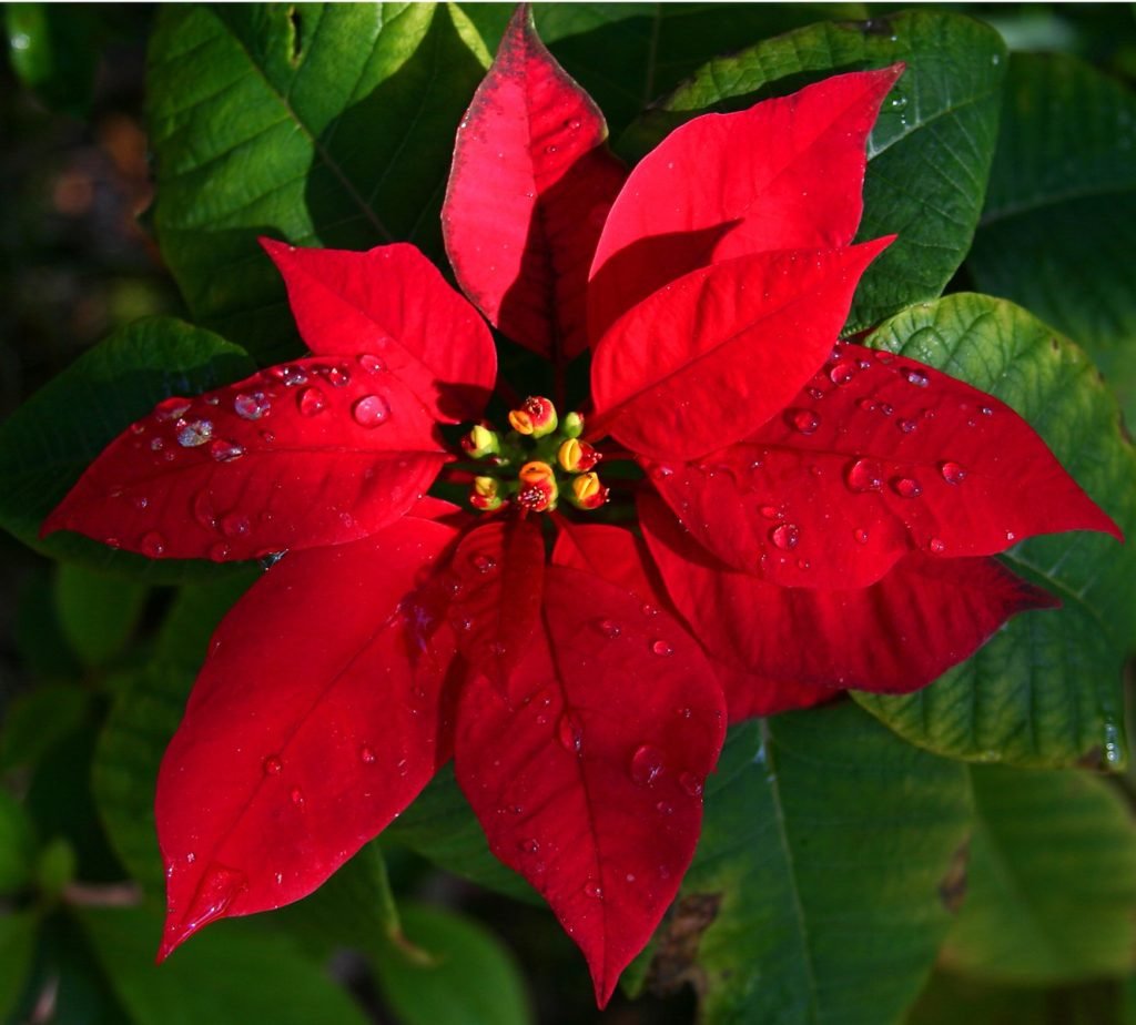Diciembre: Flor de Pascua