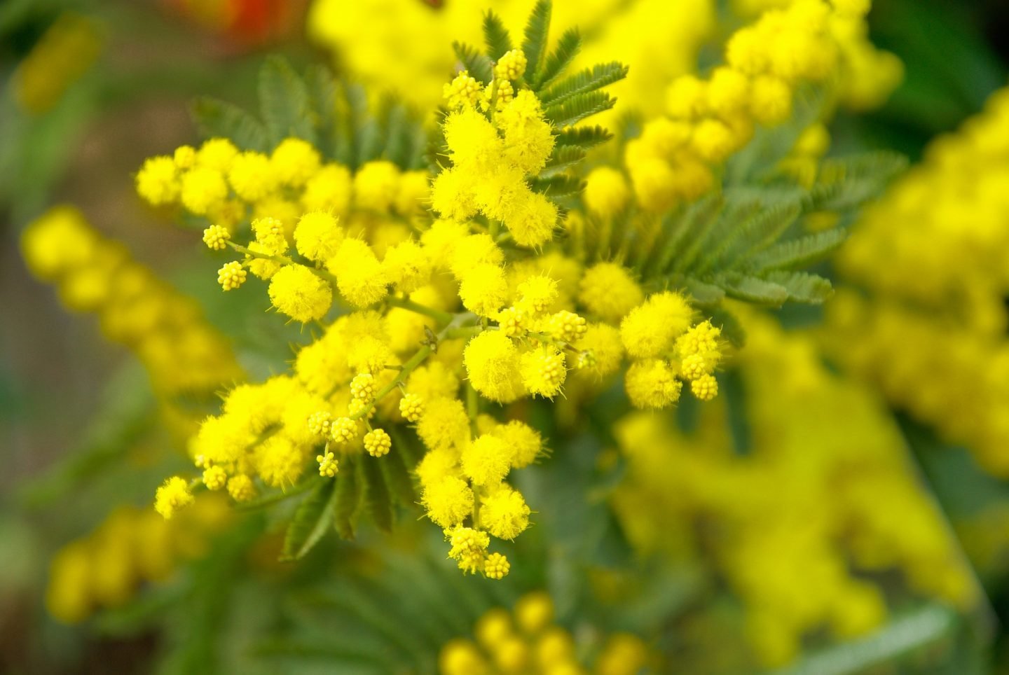 Febrero: Mimosas