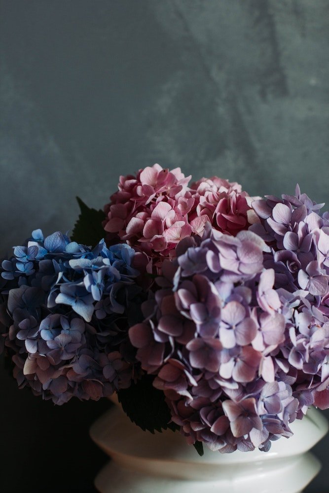hortensias