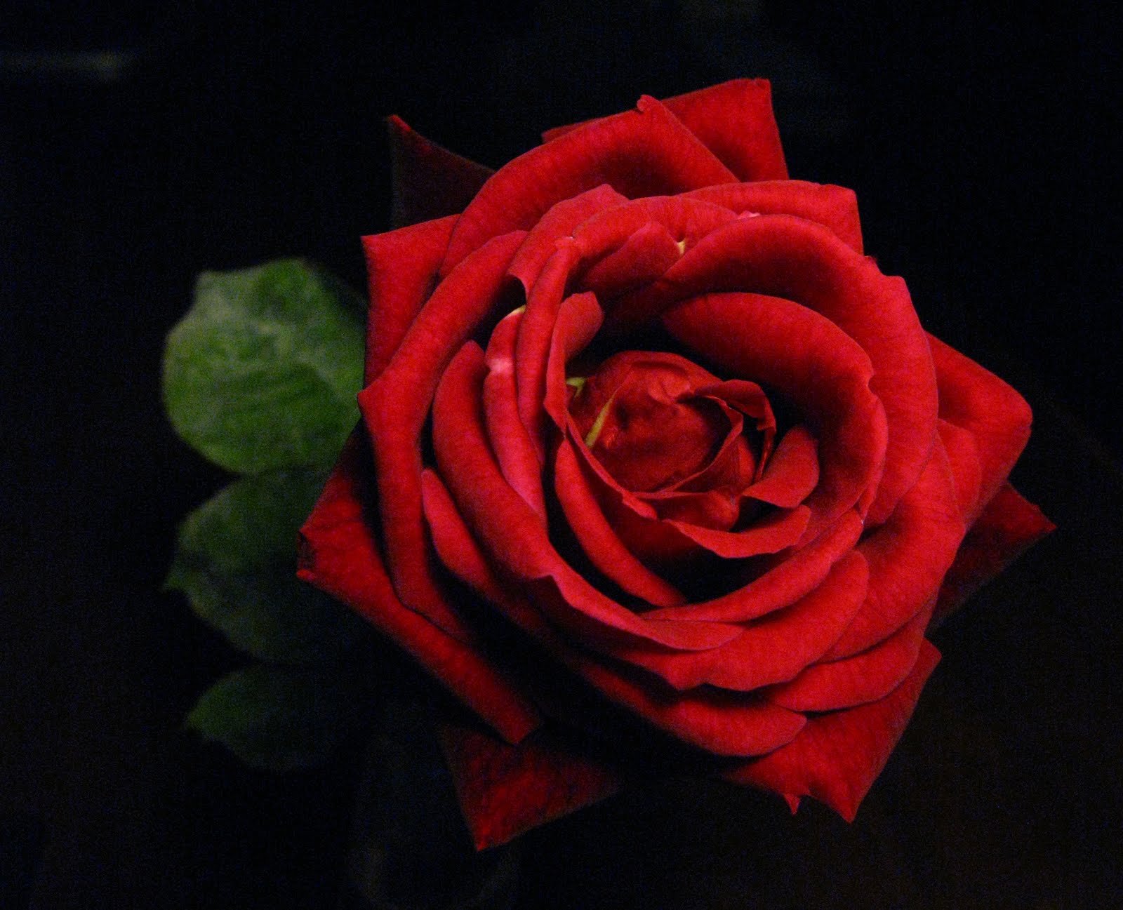 rosa roja. Julio: rosa