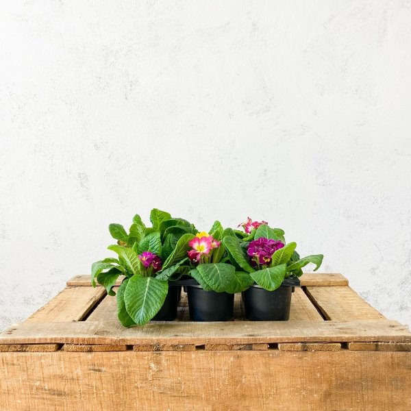 primula. Marzo: Prímula