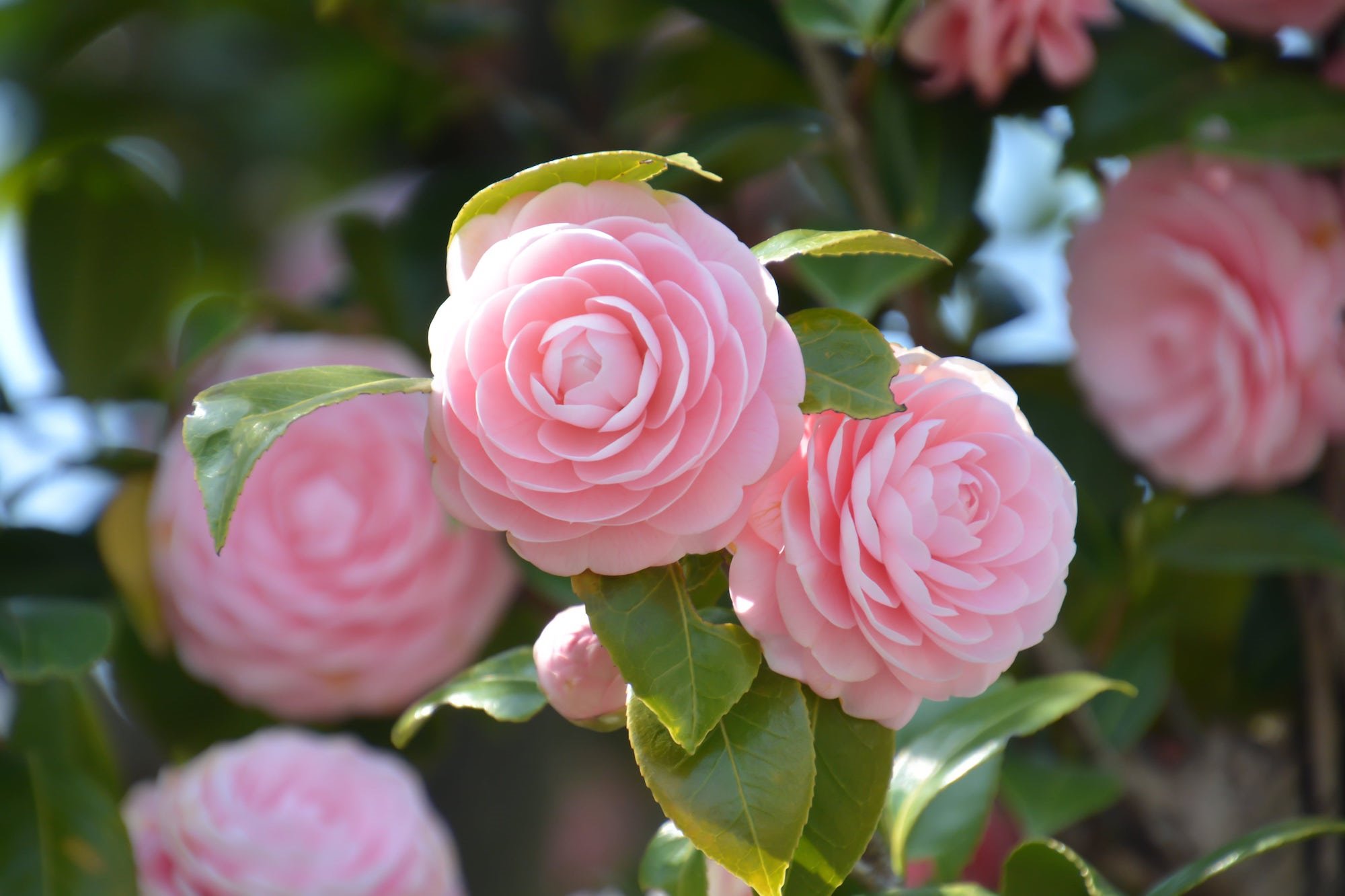 Noviembre: Camelia