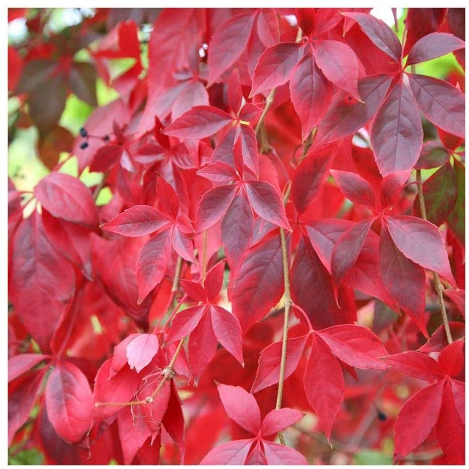 Octubre: Parthenocissus Quinquefolia