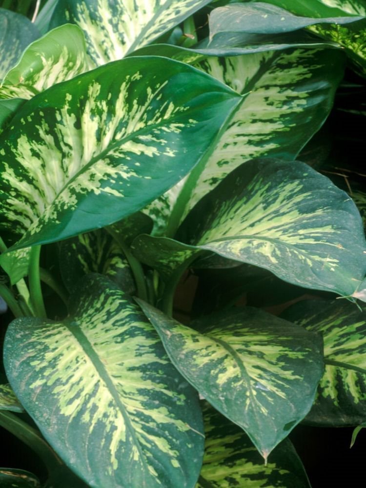 plantas-diefembaquia-1529051613