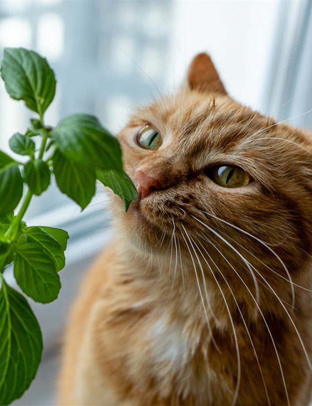 Las 10 plantas más tóxicas para tus gatos
