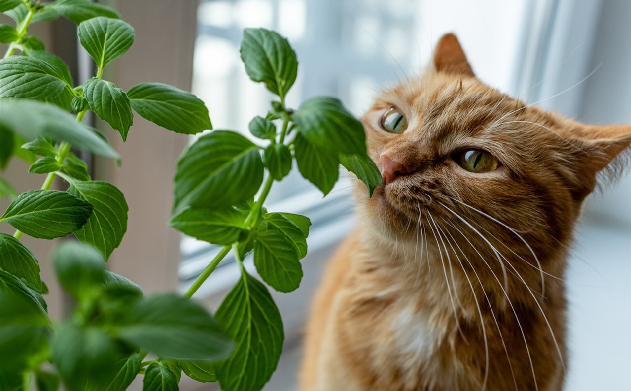 10 PLANTAS que más ODIAN los GATOS 🌺🙀 ¡Desagradables y Tóxicas! 