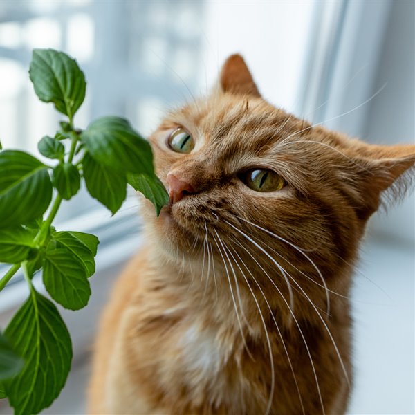 plantas tóxicas para gatos