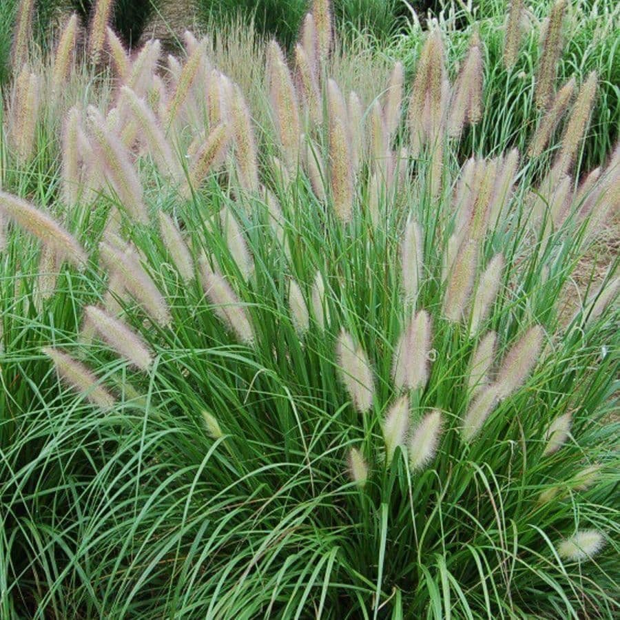 pennisetum-alopecuroides. Septiembre: Pennisetum Alopecuroides