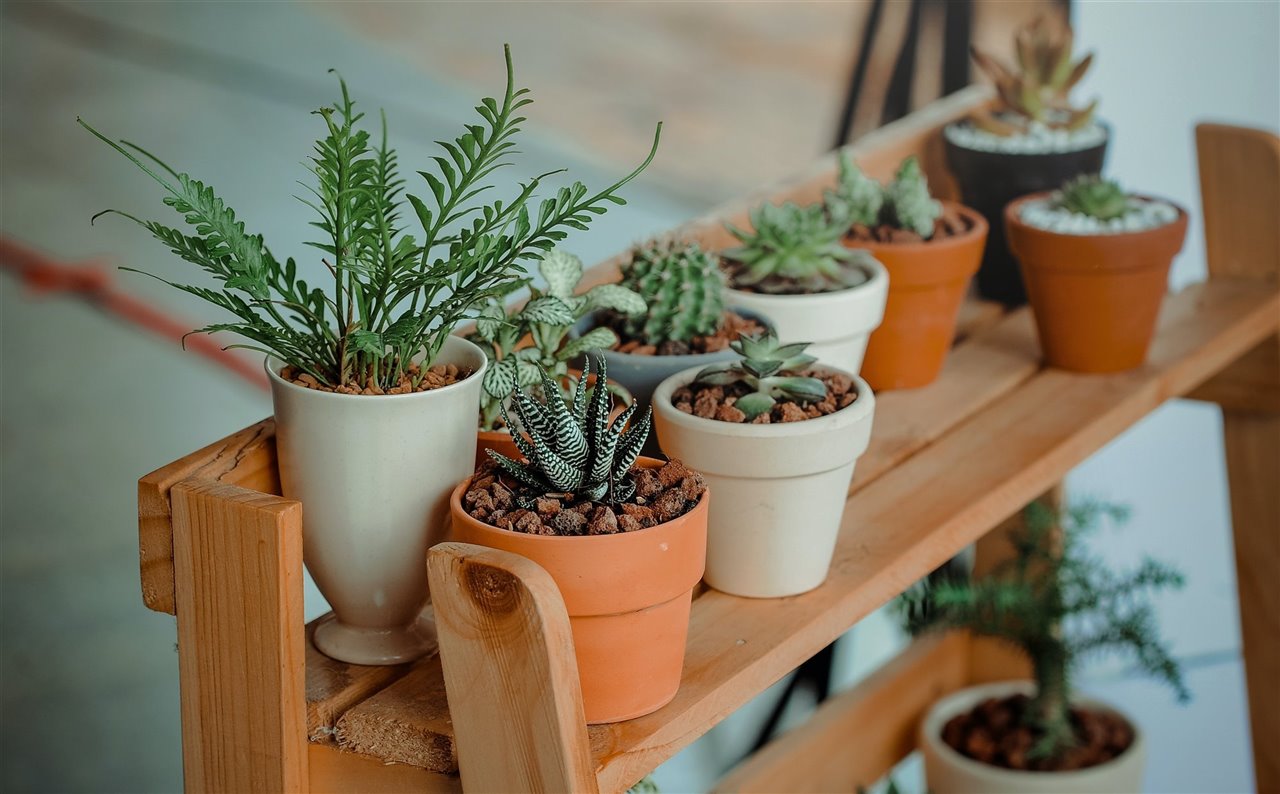 Hay dos formas de multiplicar las plantas por esqueje: en agua y en tierra.