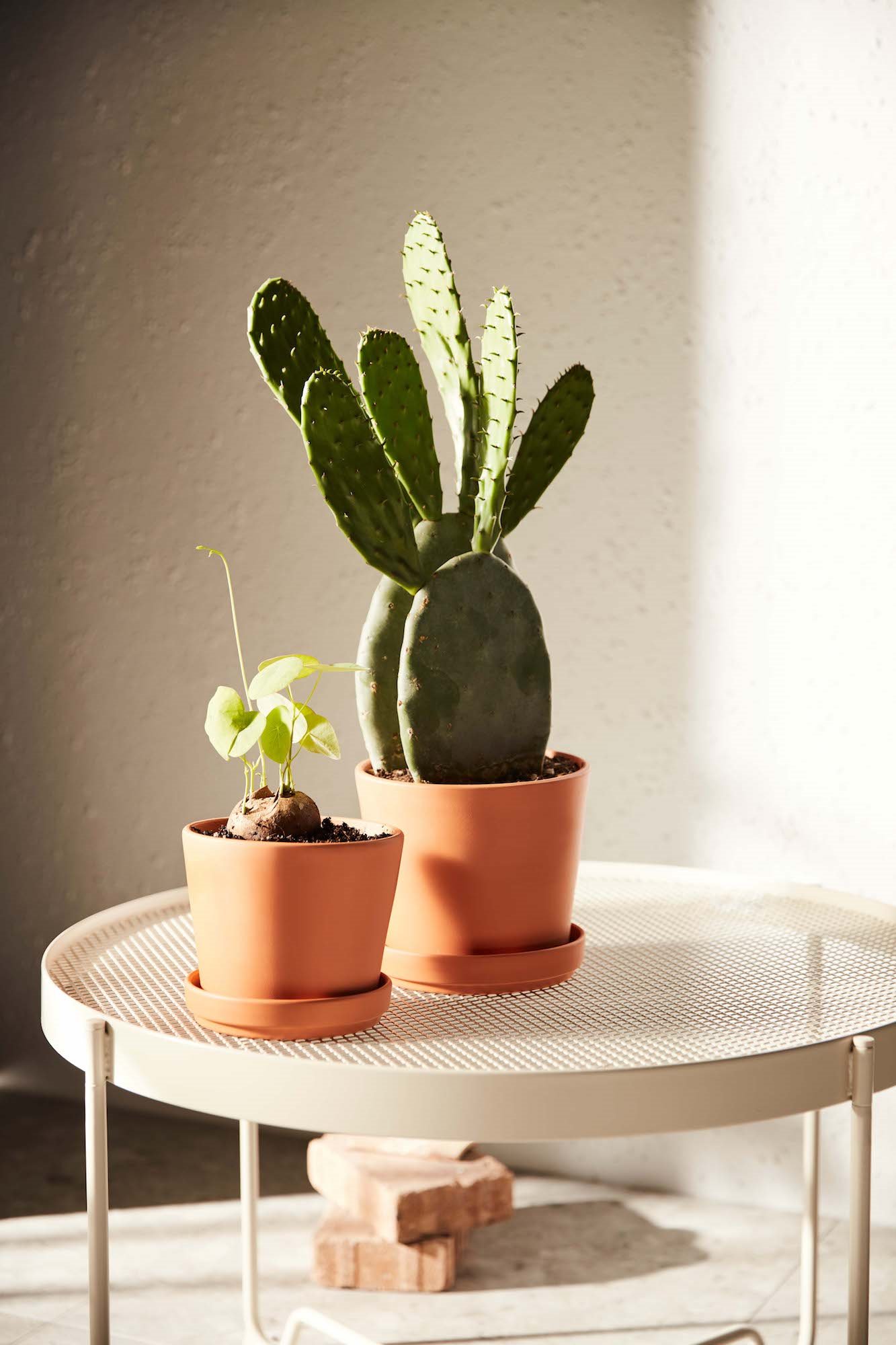 ikea-novedades-enero-2022-PH183360-lowres. Plantas para todos