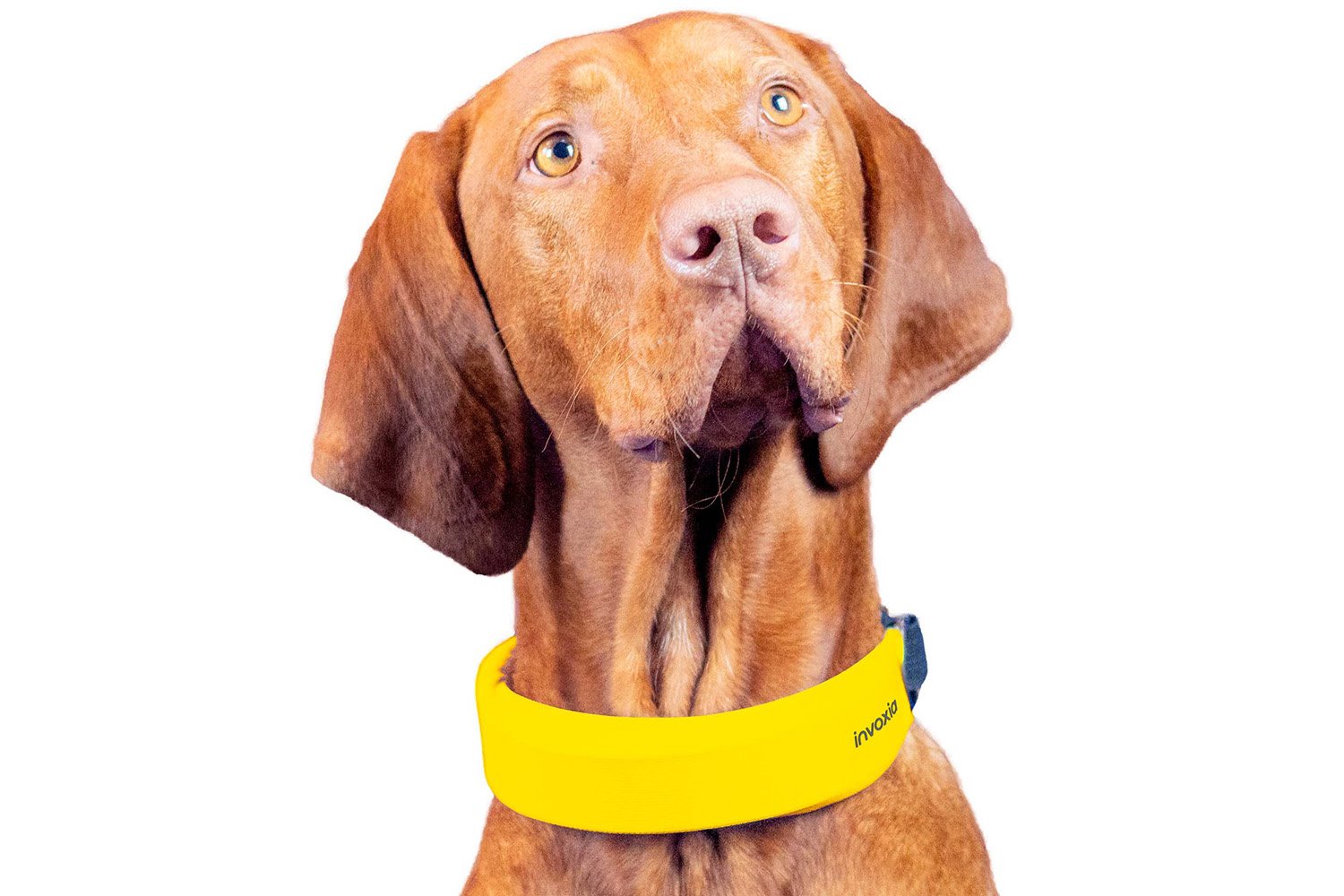 ces 2022 invoxia smart dog collar