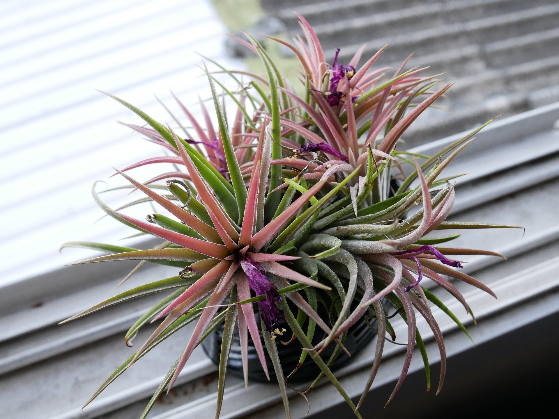 Clavel del aire o tillandsia