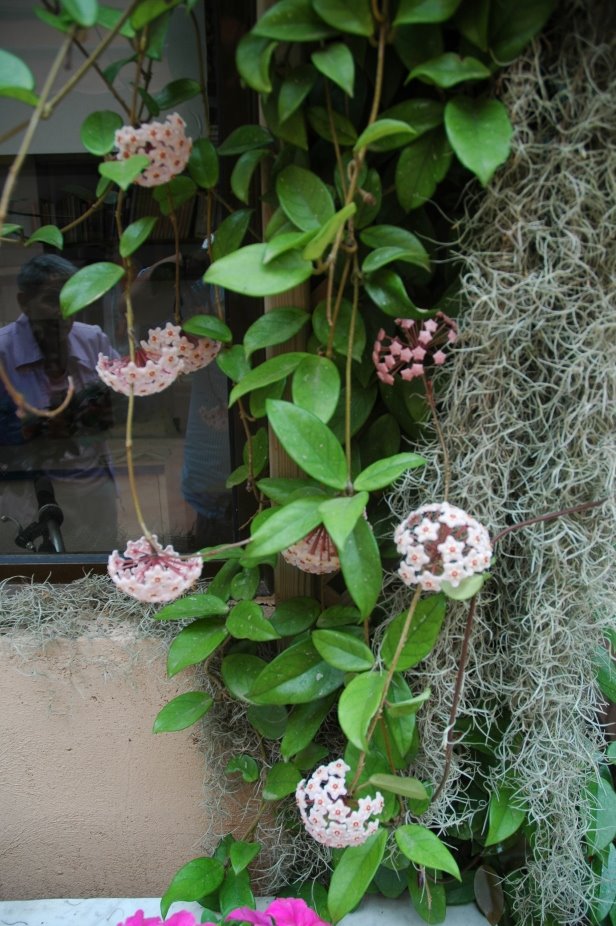 Hoya Carnosa flor de cera