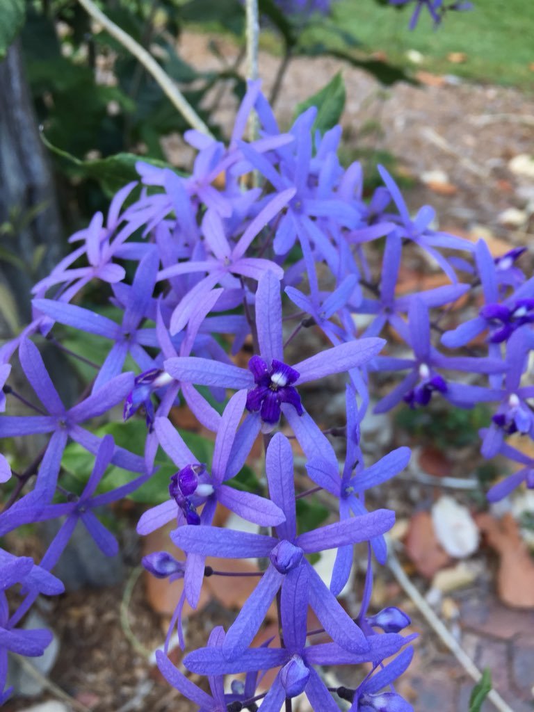 Petrea volubilis