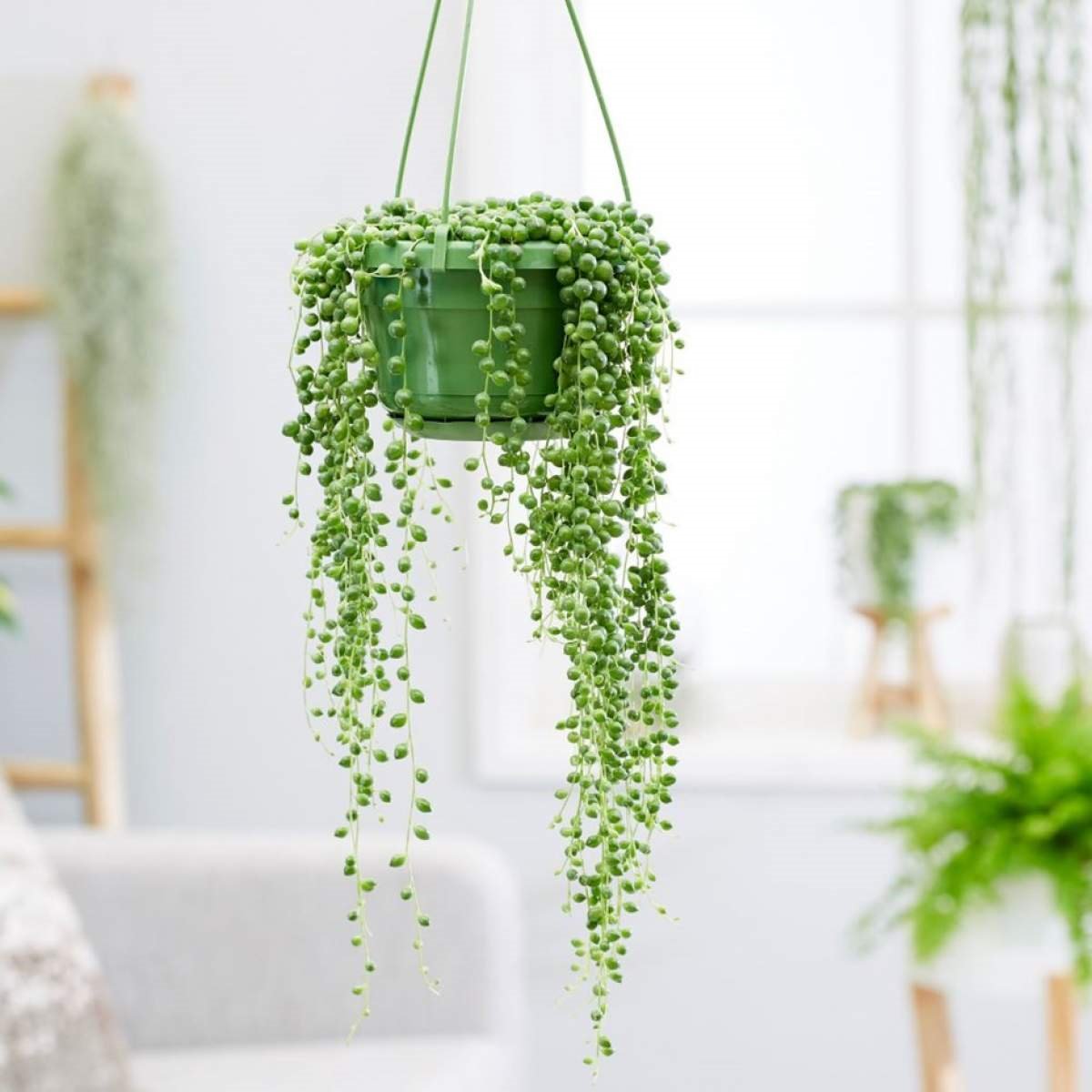 Planta del Rosario o Senecio Rowleyanus