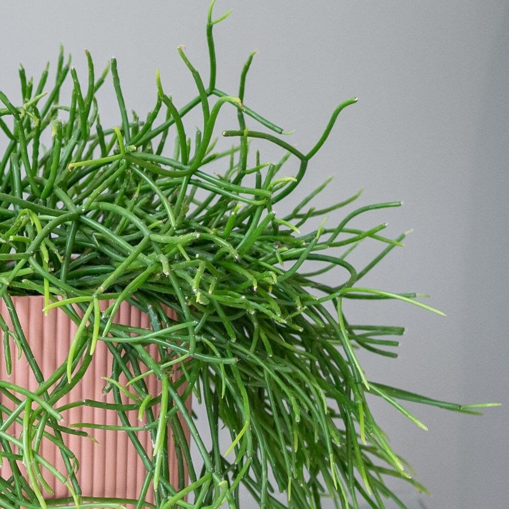 Rhipsalis pulchra