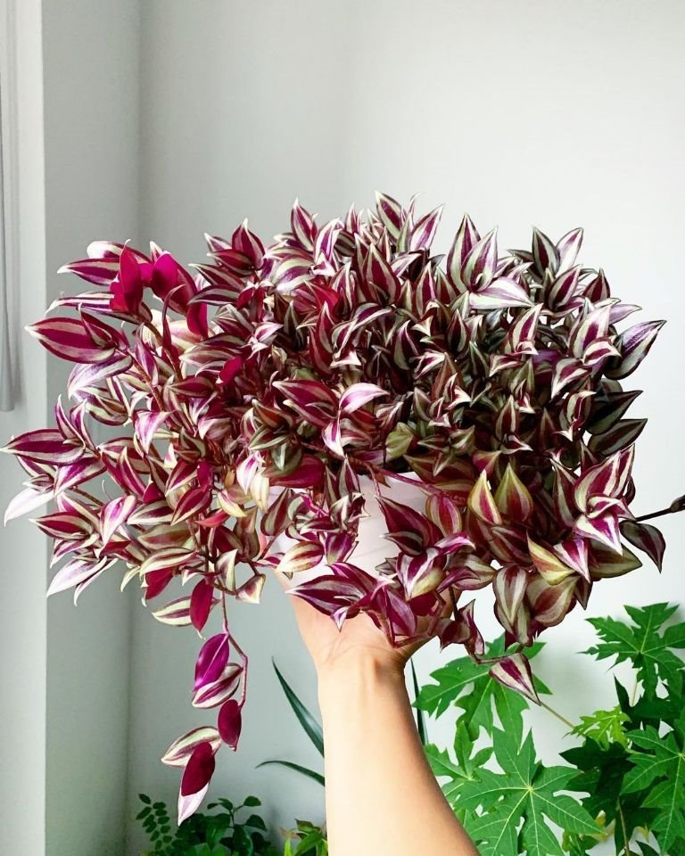 Tradescantia zebrina