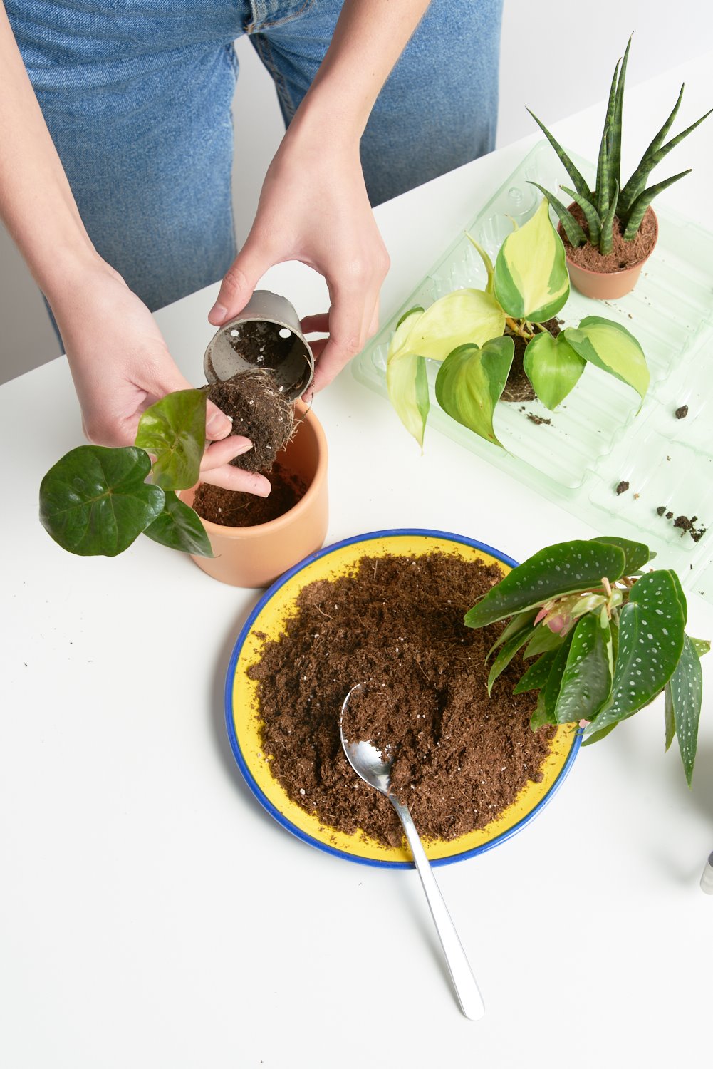 Las mini plantas llegan a casa en un packaging sostenible creado con botellas de plástico reciclado.