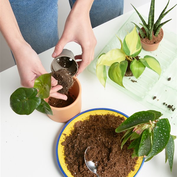 Miniplantas, el nuevo objeto de deseo para los amantes del mundo vegetal