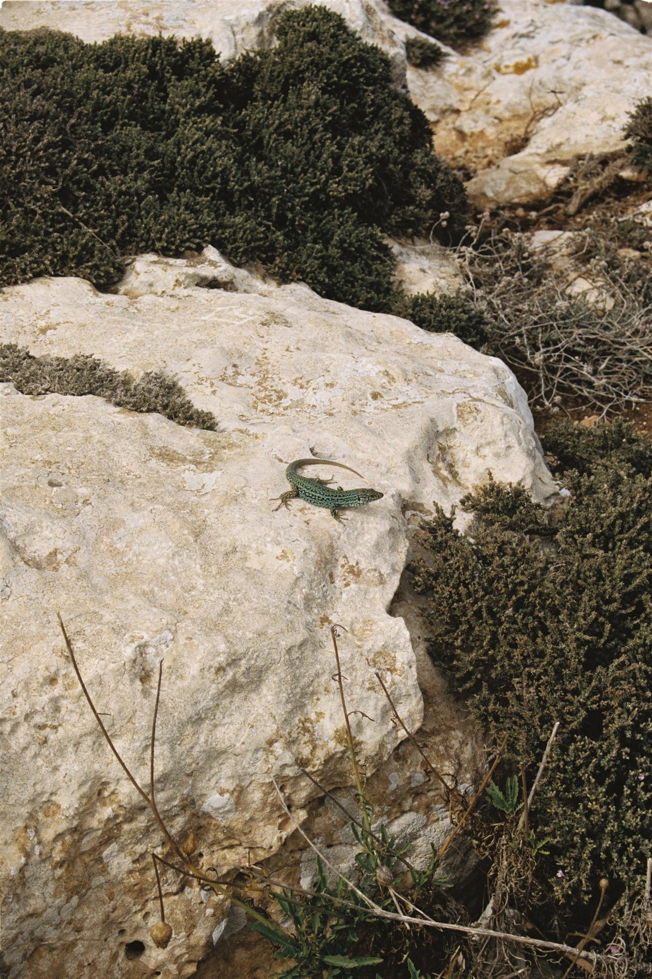 Gabriel Escámez la Cobalta libro Balearics