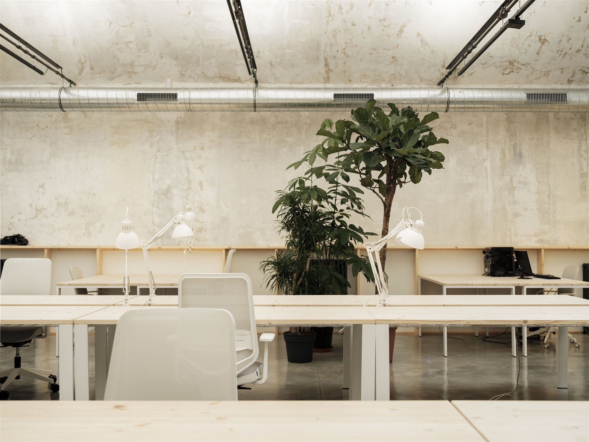 Plantas oficina coworking Invernadero
