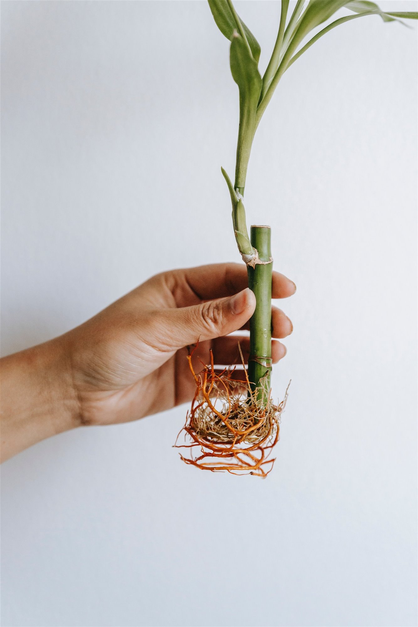 Decorar con cañas de bambú  Plantas de bambú, Plantas de interior,  Decoración de unas