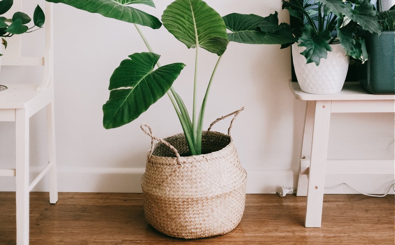 Cómo convertir cestas de mimbre en modernos maceteros para tus plantas