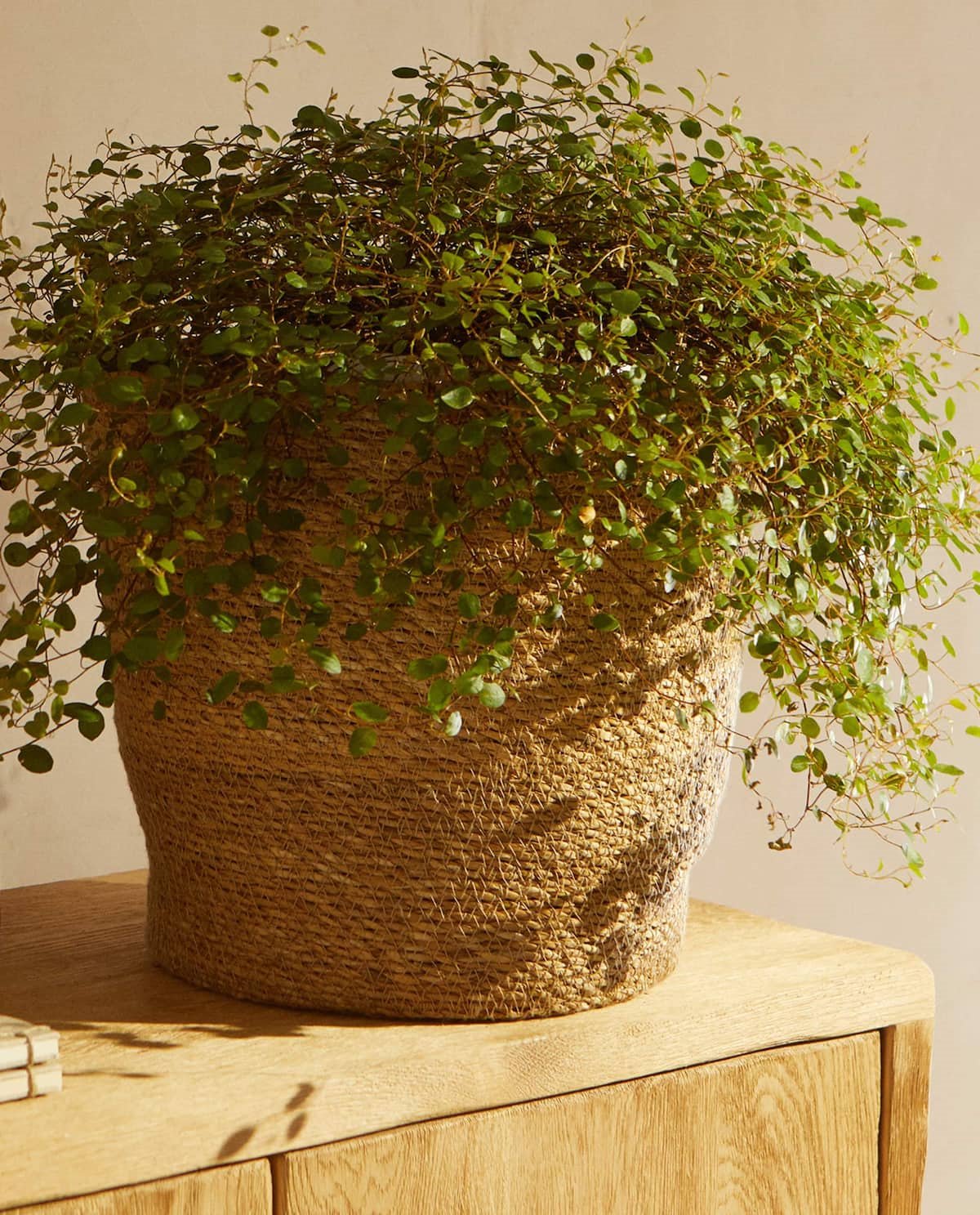 macetero de mimbre de zara home