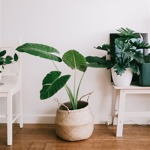 Cómo convertir cestas de mimbre en modernos maceteros para tus plantas
