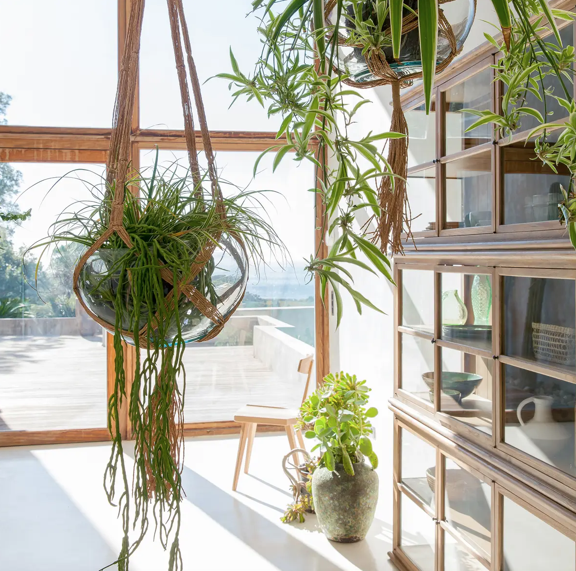 Plantas por todas partes