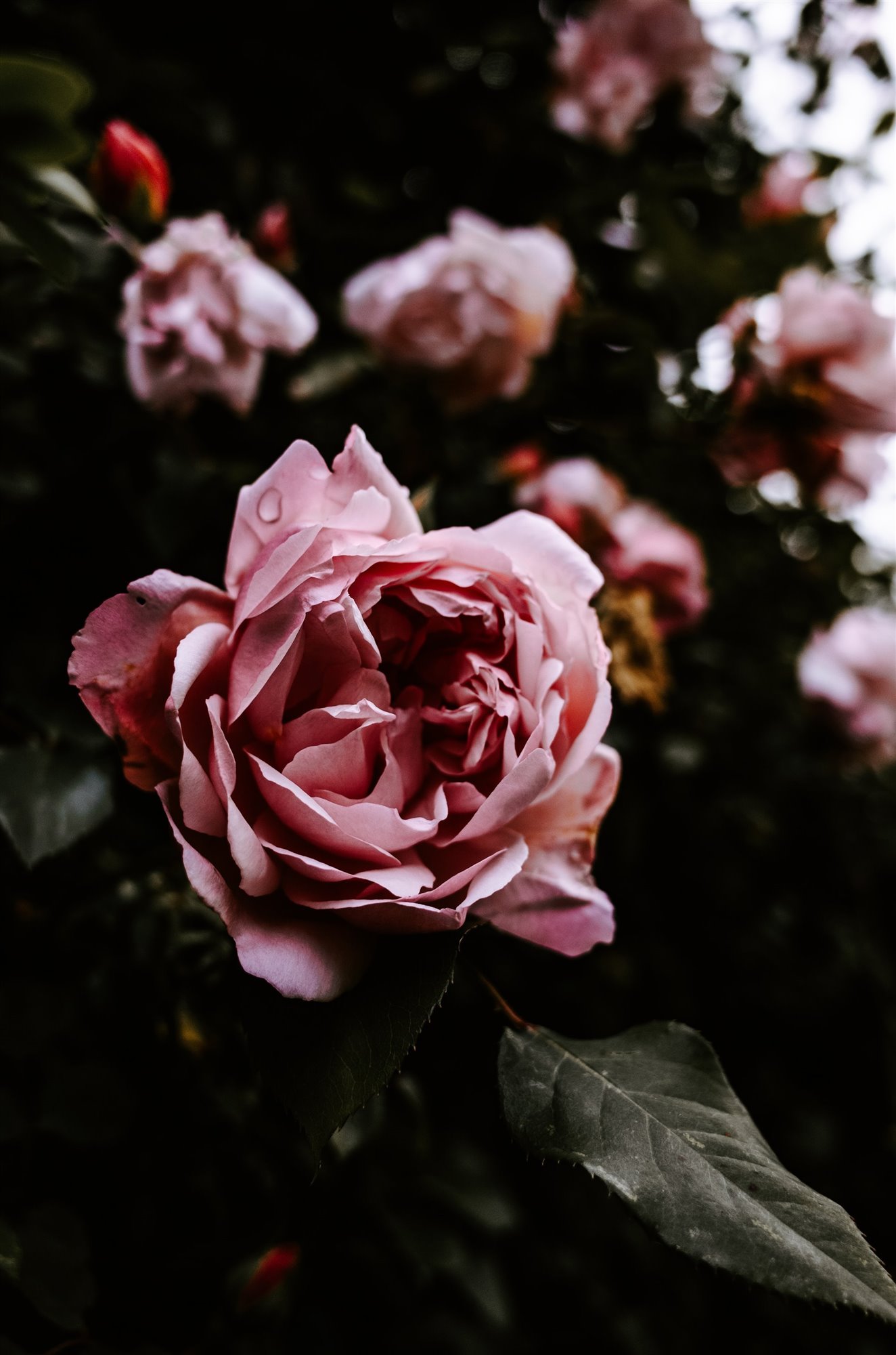 rosal. Rosa