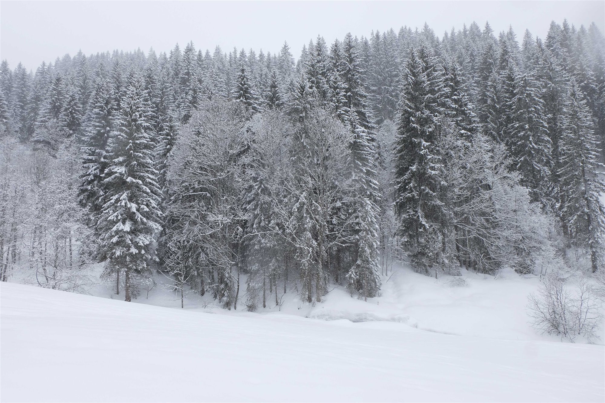 bosque con pinos nevados de les creationes de la maison