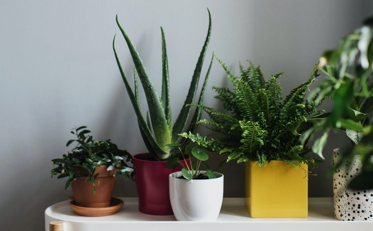 Con unos sencillos cuidados, tus plantas de interior sobrevivirán a la ola de calor.