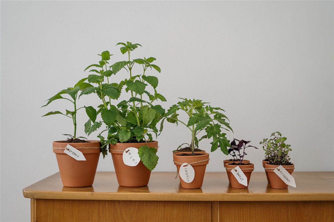 Agrupa todas las plantas en un espacio de la casa con luz y que sea fresco.