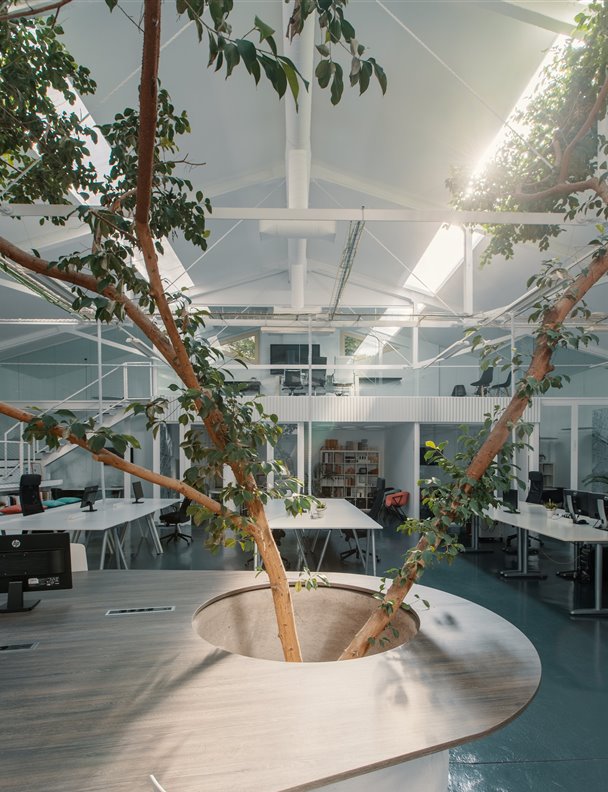 Un enorme ficus central condiciona todo el diseño de estas oficinas en Madrid