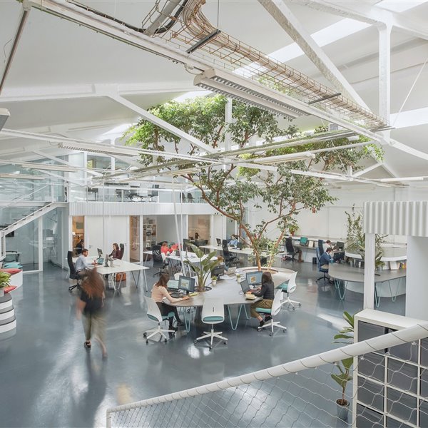Un enorme ficus central condiciona todo el diseño de estas oficinas en Madrid