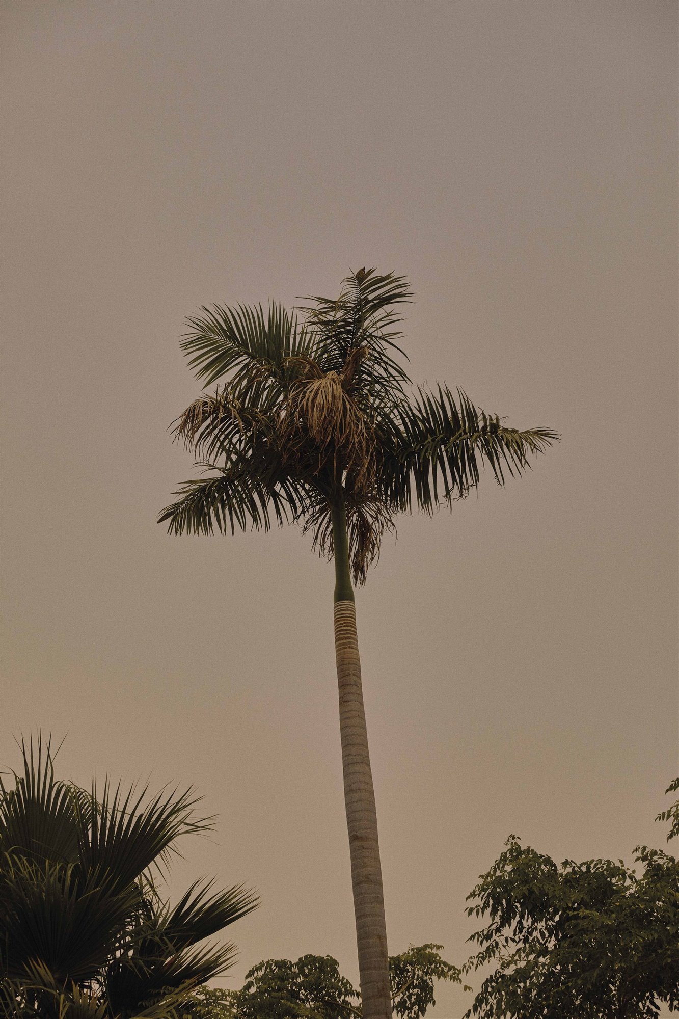 palmera en arabia saudí