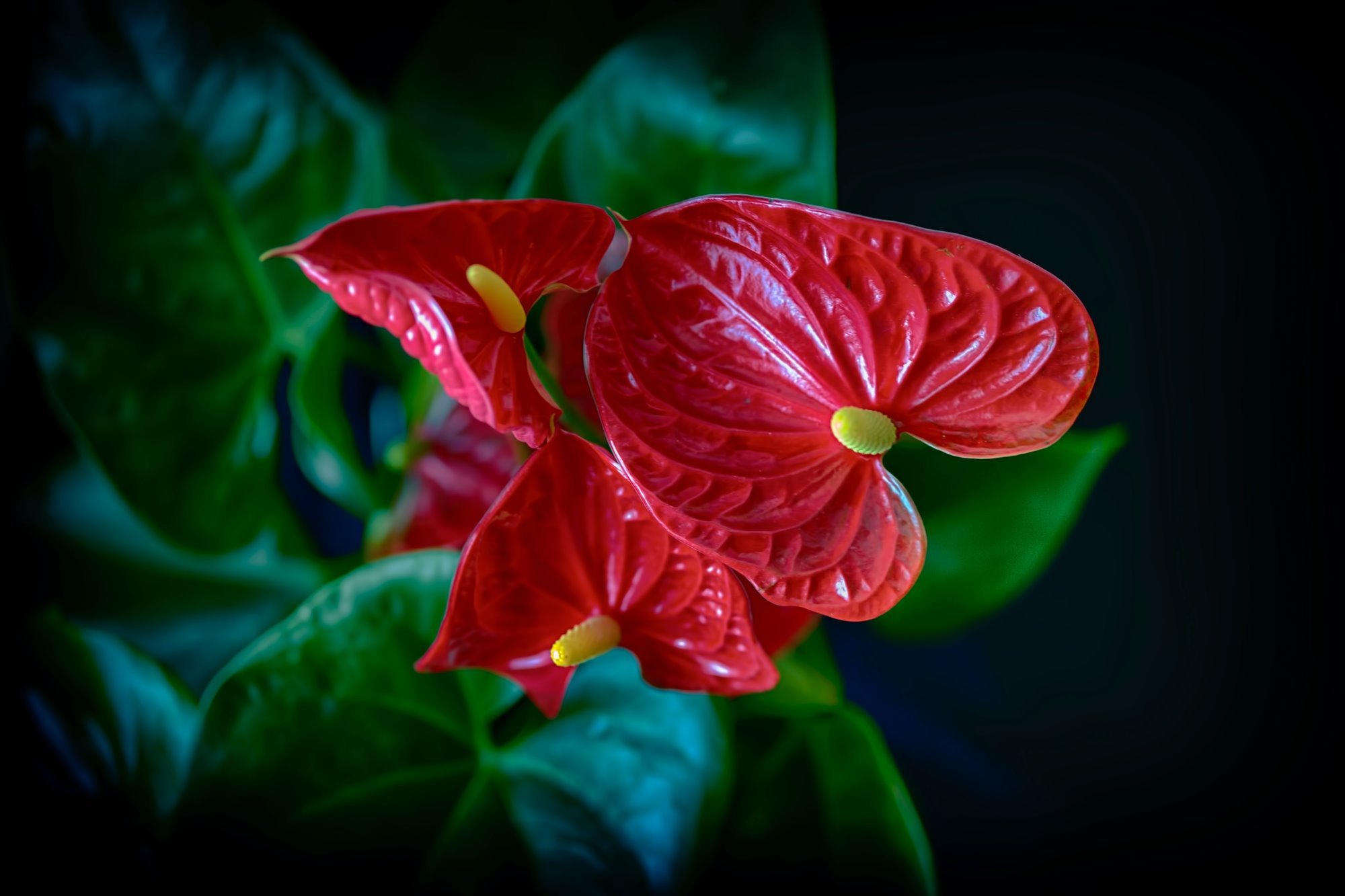 Anthurium andraeanum planta interior flores