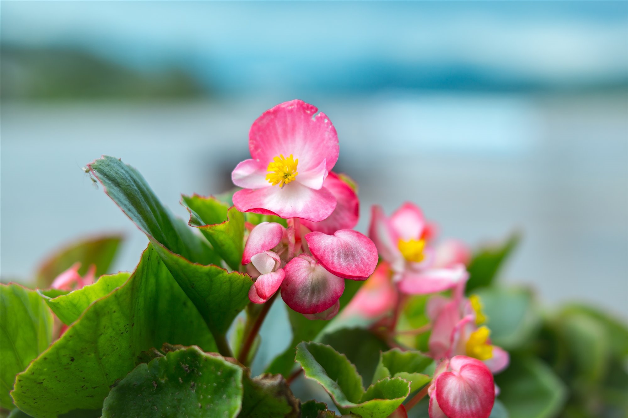 planta flores begonia