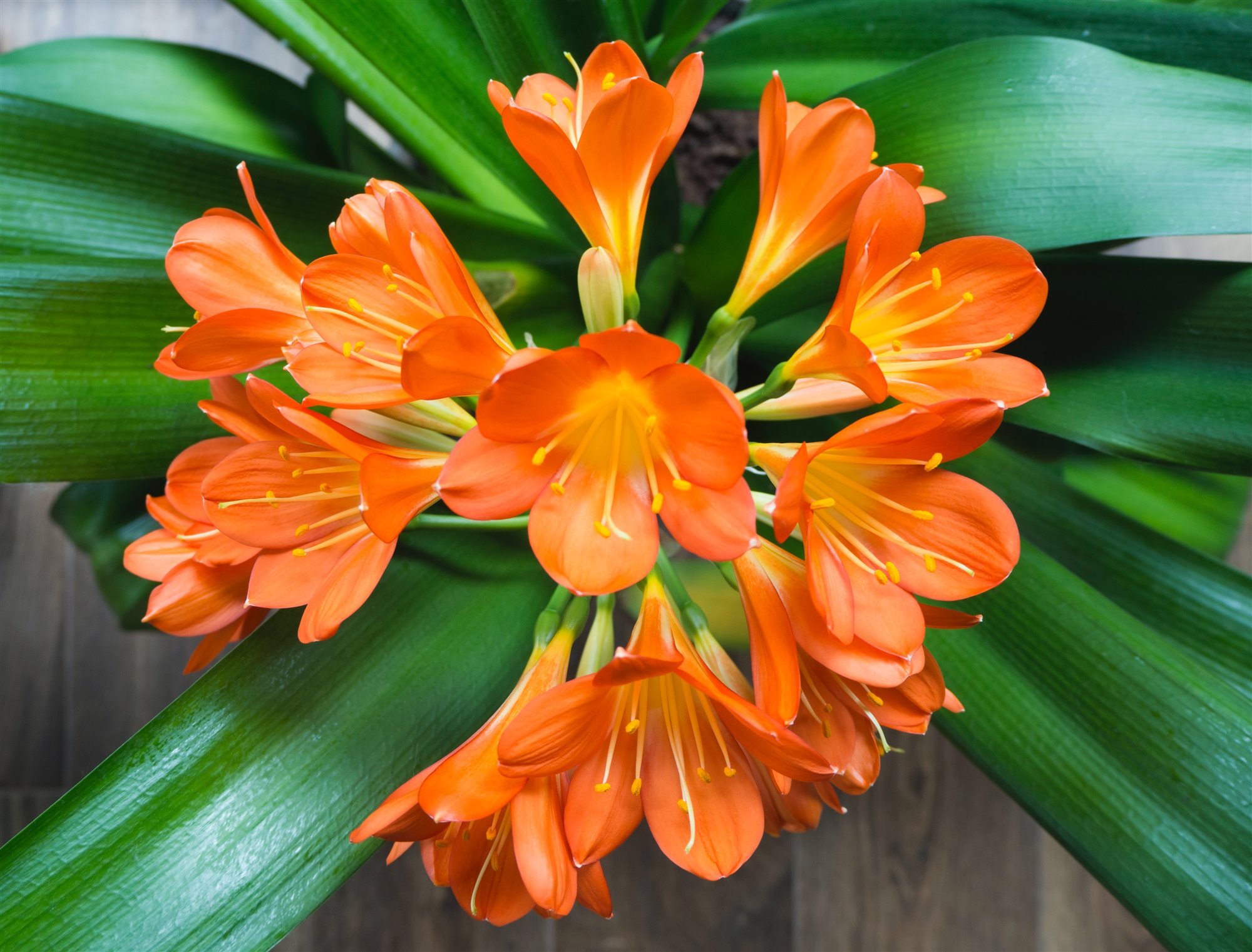 planta flores Clivia 