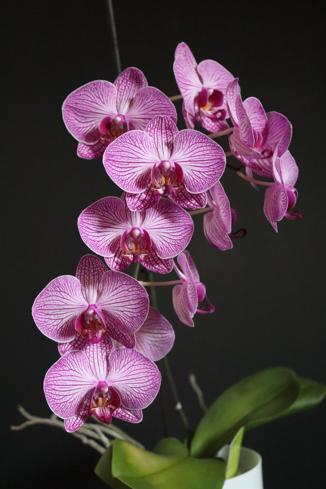 plantas flor orquídea