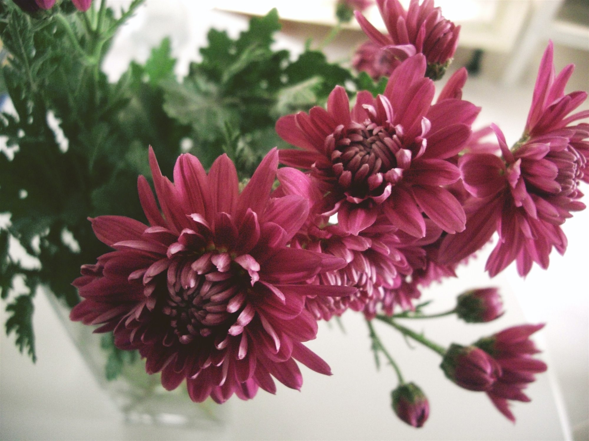 Crisantemo planta flor